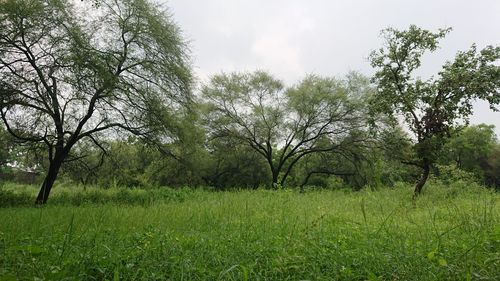 Trees on field against sky