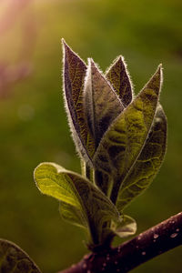 Close-up of green plant