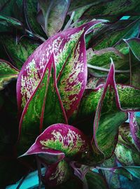 Close-up of green leaves