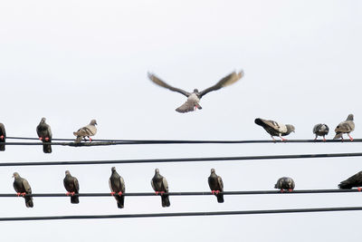 Low angle view of birds perching on cable against sky