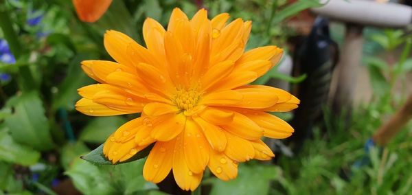 Close-up of yellow flower