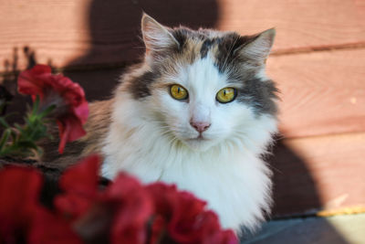 Close-up portrait of a cat