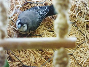 Close-up of young bird