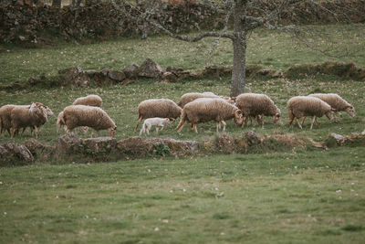 Sheep grazing in a field