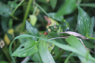 Close-up of insect on plant