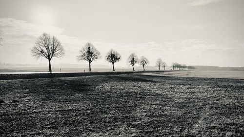 Bare trees on field against sky