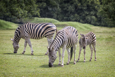 Zebras grazing outdoors