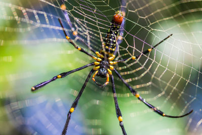 Close-up of spider on web