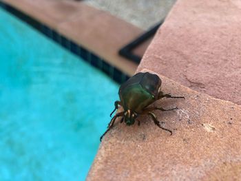 High angle view of insect on swimming pool