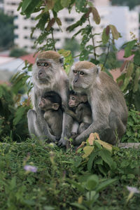 Monkeys on grass