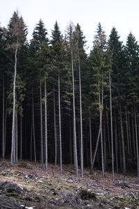 Trees in forest