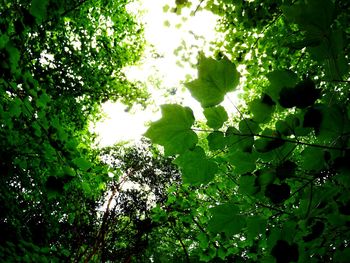 Low angle view of tree