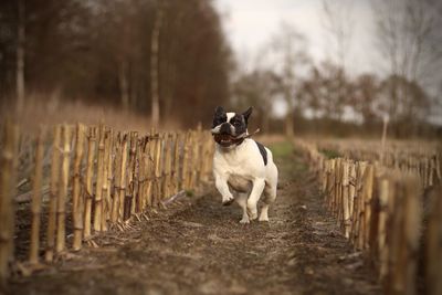 Portrait of dog