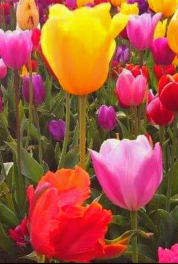 flower, flowering plant, close-up, plant, fragility, vulnerability, beauty in nature, freshness, petal, multi colored, pink color, tulip, inflorescence, flower head, nature, no people, springtime, yellow, vibrant color, growth, outdoors, ornamental garden, flowerbed, flower arrangement, purple, bouquet