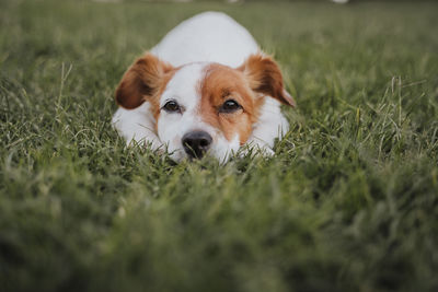 Dog on grass at park