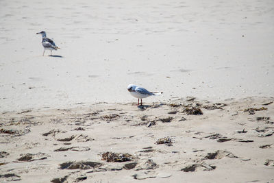 Seagull perching on a beach