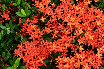 High angle view of red flowering plants