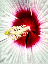 Full frame shot of hibiscus flower