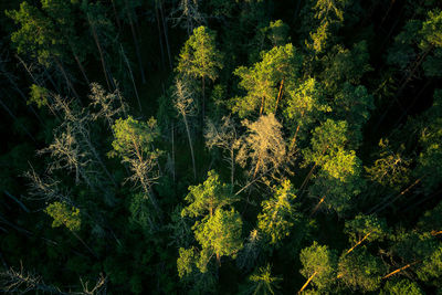 A beautiful view from the above to the forest in summer morning. aero photography of the wild woods.