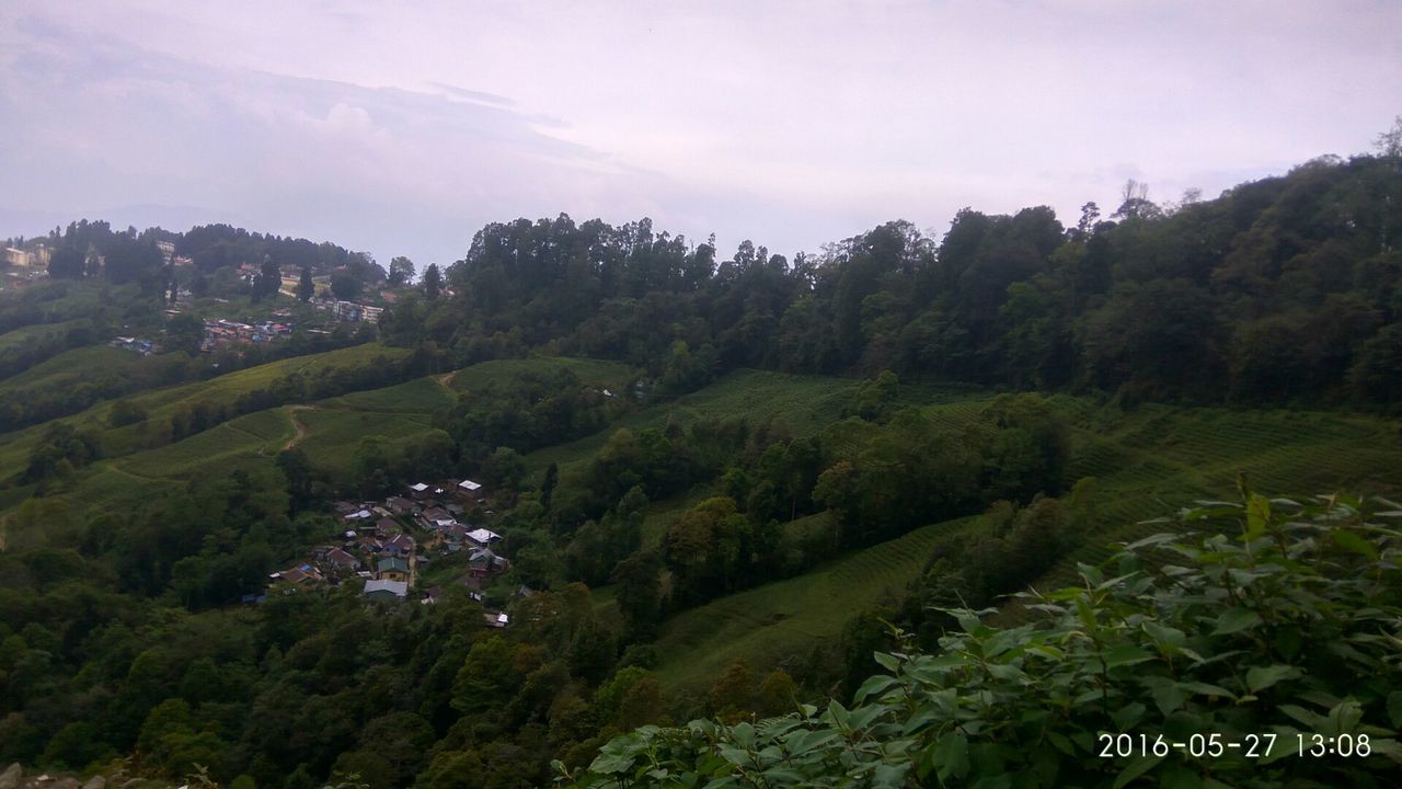 TREES ON LANDSCAPE