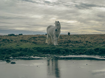 Horses on field