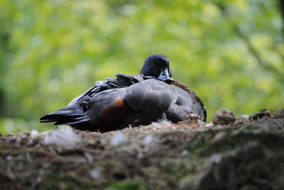 Close-up of bird