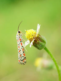 Close-up of moth from indonesia pollinating on flower with blurry background