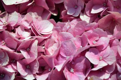 Full frame shot of pink roses blooming outdoors