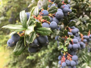 Close-up of berries growing on tree