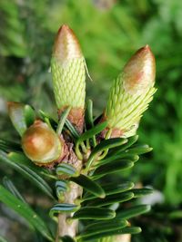 Close-up of fresh flower buds