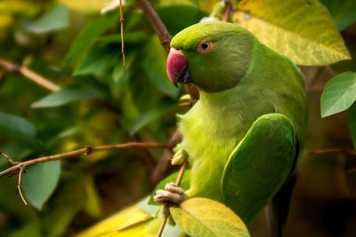 Close-up of parrot perching on plant