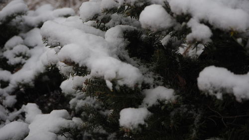 Snow covered trees on field