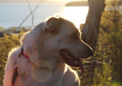 Close-up of dog looking away