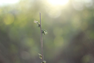 Flowering branch illuminated by sun