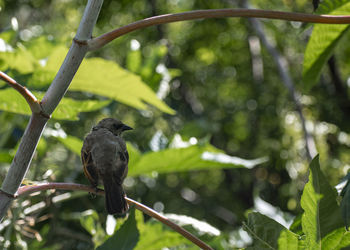 Close-up of bird perching on branch