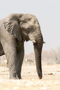 Close-up of elephant