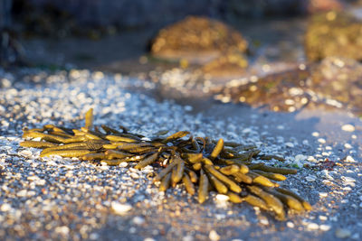 Close-up of crab on wet sand