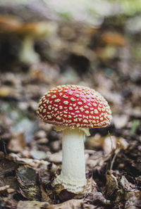 Close-up of fly agaric mushroom