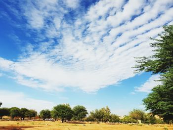 Trees on field against sky