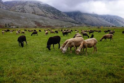 Grazing white and black sheep