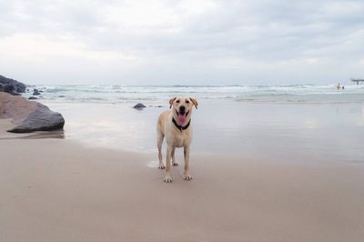 Portrait of golden retriever sitting on beach against sky