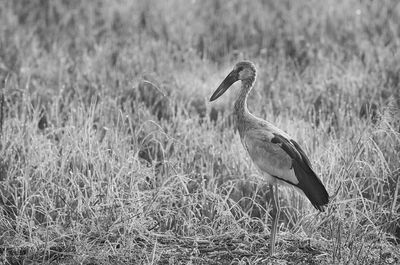 Bird perching on a field