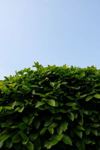 Low angle view of ivy growing on tree against clear sky