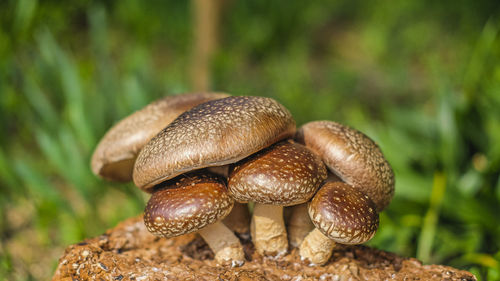 Close-up of mushrooms growing on field