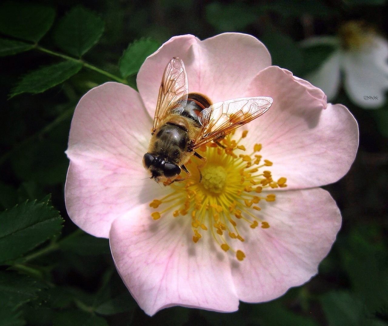 flower, insect, one animal, animal themes, petal, animals in the wild, wildlife, fragility, flower head, freshness, close-up, pollination, bee, pollen, beauty in nature, single flower, nature, growth, symbiotic relationship, honey bee