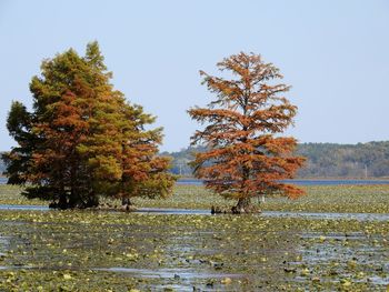 Trees in forest against clear sky during autumn