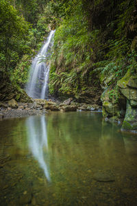 Scenic view of waterfall in forest