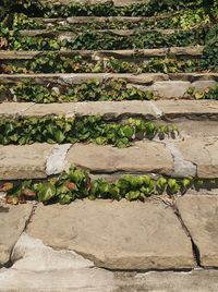 High angle view of plants growing on footpath