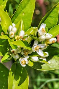 Close-up of flowering plant