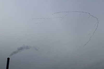 Low angle view of birds flying against sky